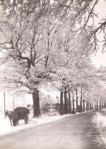 Opa Bijenhof met Koos en een vracht knollen bij de Kroezeboom aan het begin van de Vordense enk. Opa was behalve boer ook vrachtrijder en heeft heel wat vrachtjes vervoerd met paard en wagen.  