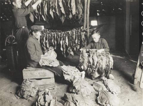 Tabaksteelt in Warnveld in begin 1945