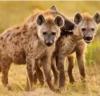 De hyena's van het slagveld: zij die plunderen tijdens oorlogsnood